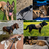 Large Dog Harness & Leash Set - Training Walking Vest